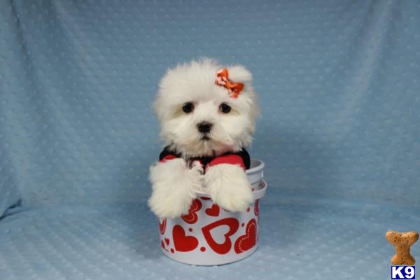 lvpuppyheaven Picture 3